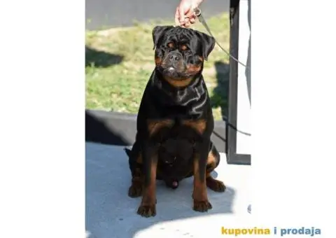 Rotvajler štenci - 6/6