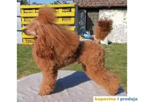 Patuljasta Pudla parenje - 2/2