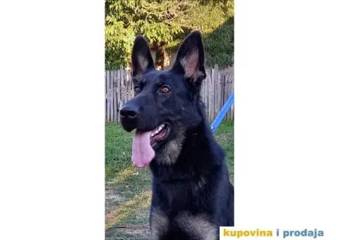 Nemački Ovčar - 1/9