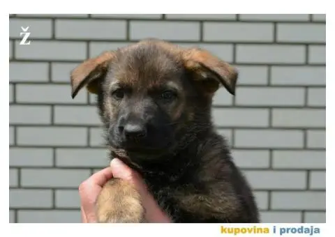 Nemački Ovčar - 2/9