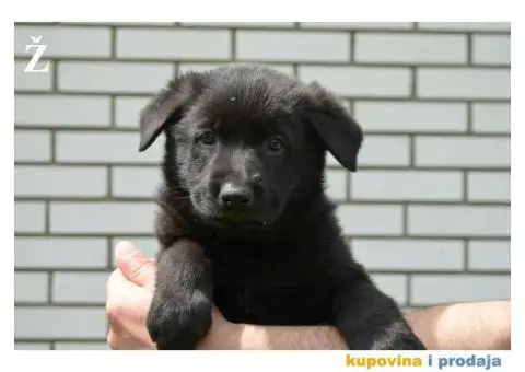 Nemački Ovčar - 3/9