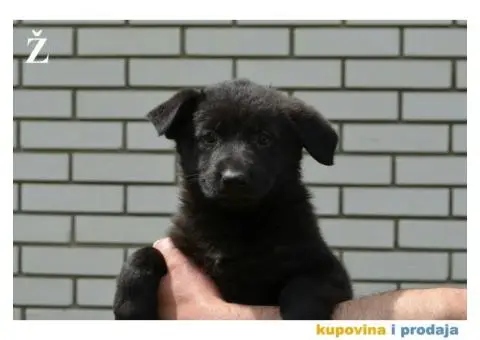 Nemački Ovčar - 4/9