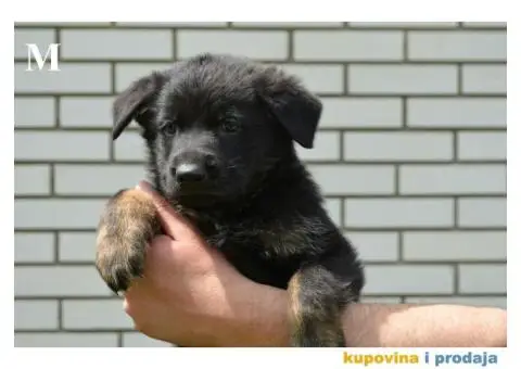 Nemački Ovčar - 5/9