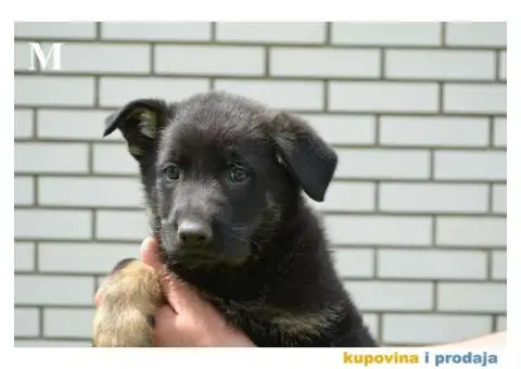 Nemački Ovčar - 6/9
