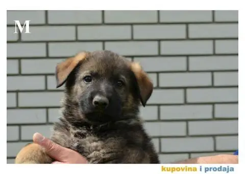 Nemački Ovčar - 7/9