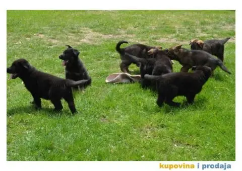 Nemački Ovčar - 8/9