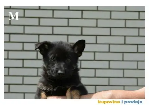 Nemački Ovčar - 9/9