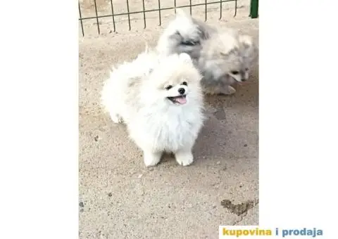 Pomeranac štene - 1/3