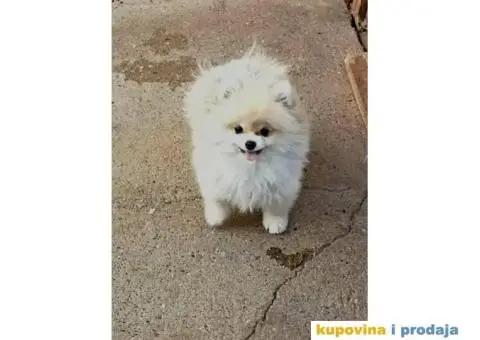 Pomeranac štene - 3/3