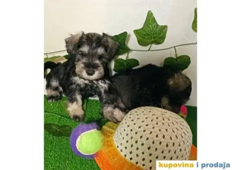 Biber-so patuljasti šnaucer - 1/7