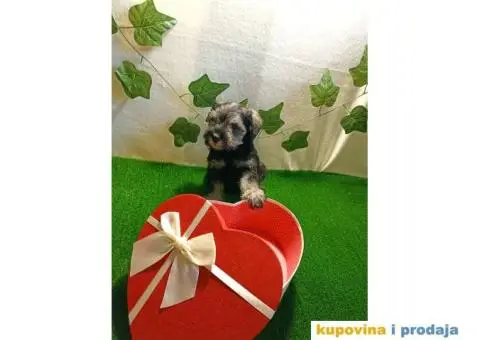 Biber-so patuljasti šnaucer - 3/7