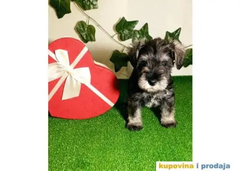 Biber-so patuljasti šnaucer - 5/7