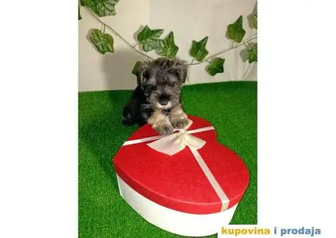 Biber-so patuljasti šnaucer - 6/7