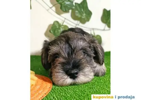 Biber-so patuljasti šnaucer - 7/7