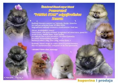 Pomeranac štenci - 1/12