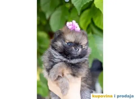 Pomeranac štenci - 2/12