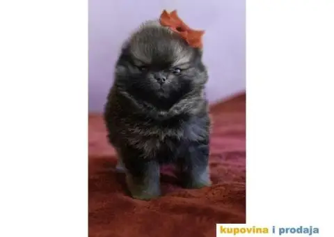 Pomeranac štenci - 3/12