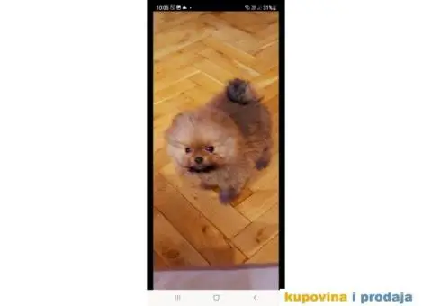 Pomeranac štenci - 4/12