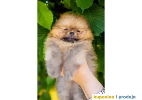 Pomeranac štenci - 5/12