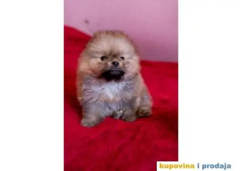 Pomeranac štenci - 6/12