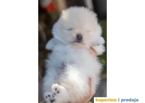 Pomeranac štenci - 7/12