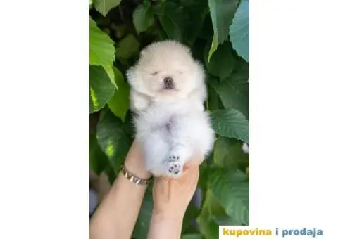 Pomeranac štenci - 8/12