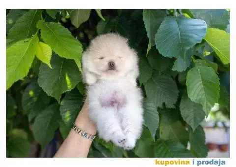 Pomeranac štenci - 9/12