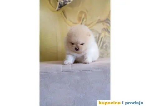 Pomeranac štenci - 10/12