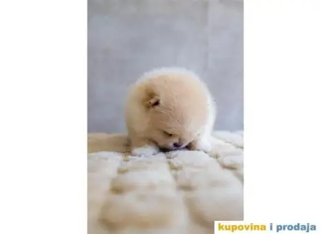 Pomeranac štenci - 11/12