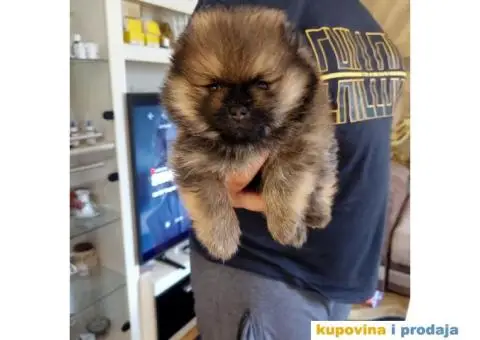 Pomeranac štenci - 12/12
