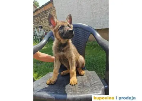 Nemački ovčar štenci - 2/10