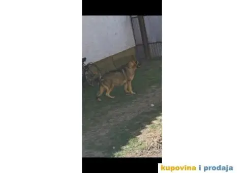 Nemački ovčar štenci - 6/10