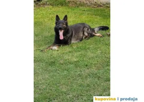 Nemački ovčar štenci - 8/10