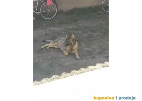 Nemački ovčar štenci - 9/10