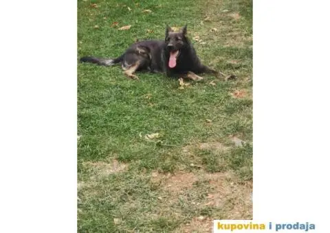 Nemački ovčar štenci - 10/10