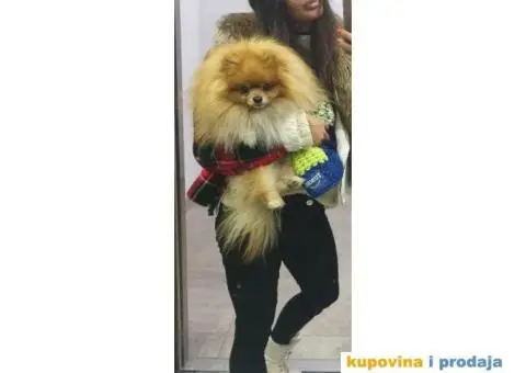 Pomeranac parenje - 1/4