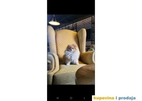 Pomeranac parenje - 2/4