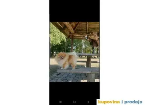 Pomeranac parenje - 3/4