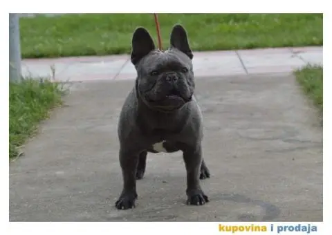 Plavi francuski buldog - 1/6