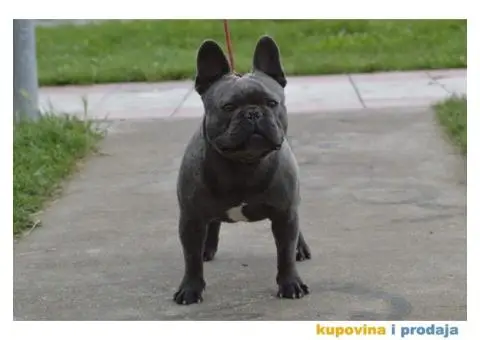 Plavi francuski buldog - 2/6