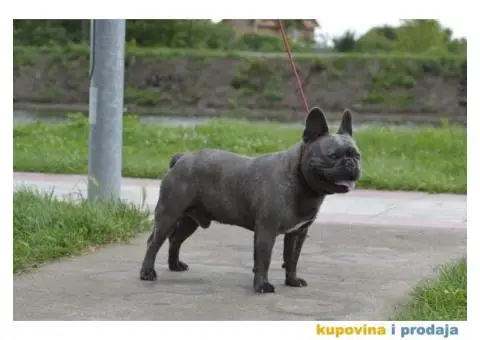Plavi francuski buldog - 3/6
