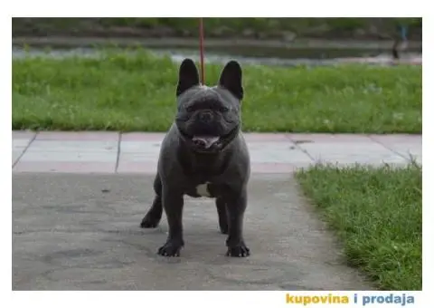 Plavi francuski buldog - 4/6