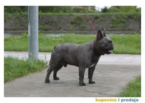 Plavi francuski buldog - 5/6