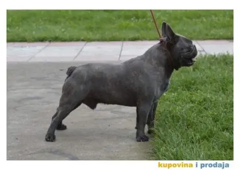 Plavi francuski buldog - 6/6