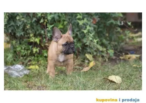 Francuski buldog - 1/3