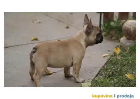 Francuski buldog - 2/3