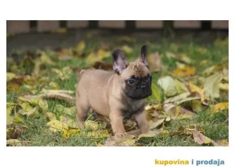 Francuski buldog - 3/3