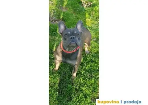 Francuski buldog - 1/5