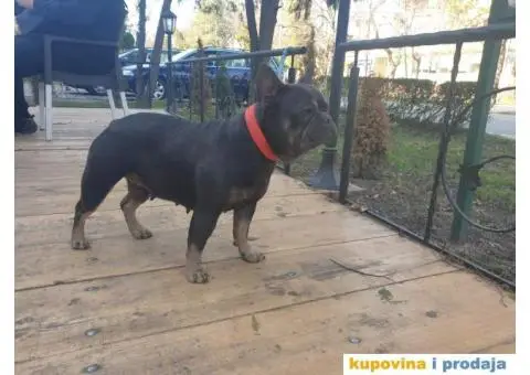 Francuski buldog - 2/5