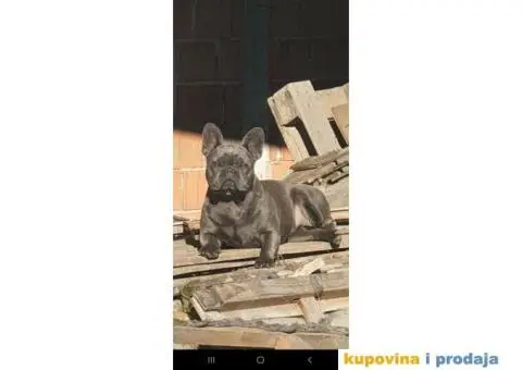 Francuski buldog - 3/5